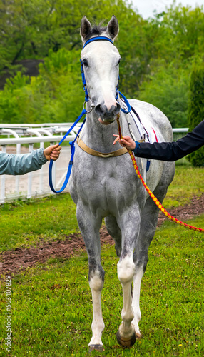 The winner- grey stallion Diamond. © Mikhail