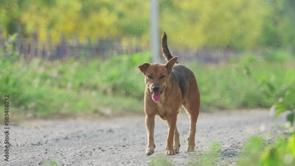 Cheerful brown domestic female dog running on the road Cheerful brown domestic female dog running on the road