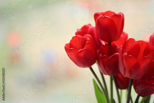 red tulips in the garden