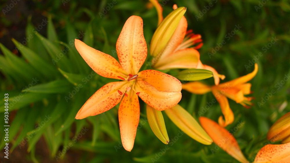 Beautiful flowers lily. Lilium. Large flowers in a pleasant smell Beautiful flowers lily. Lilium. Large flowers in a pleasant smell