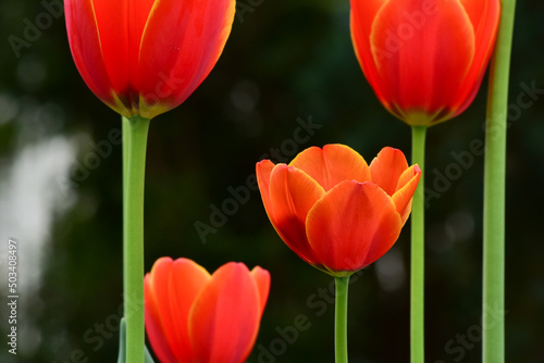   wie  e wiosenne tulipany rosn  ce w ogrodzie