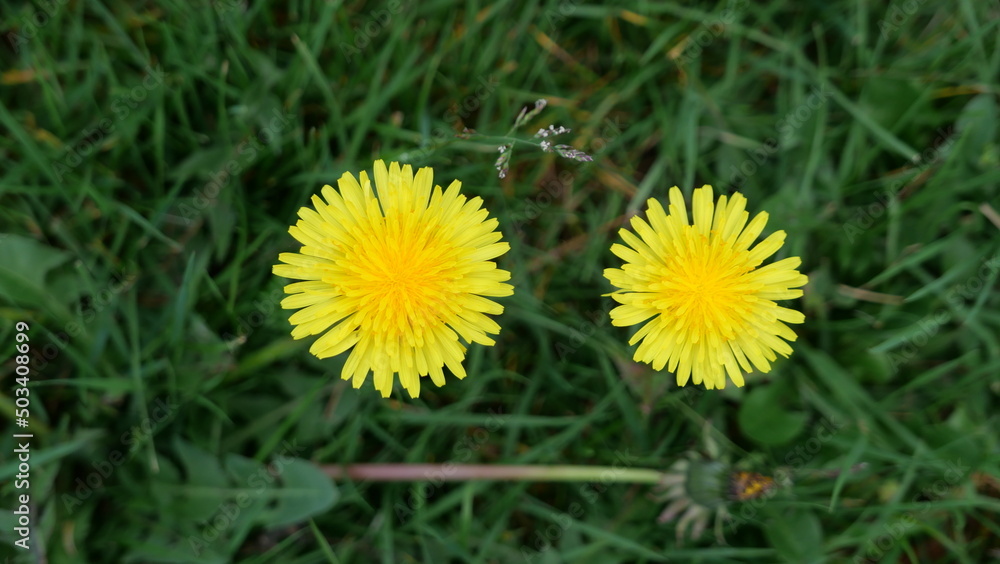 Top view of two yellow dandelion flowers against green grass background Top view of two yellow dandelion flowers against green grass background