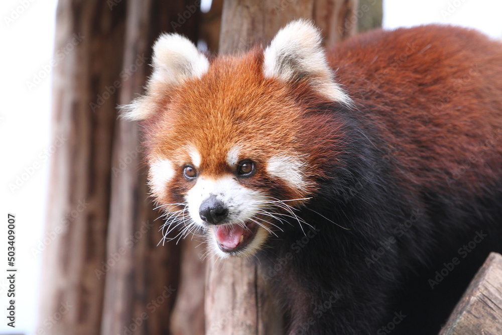 Smiling Red Panda Smiling Red Panda