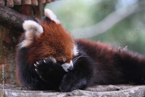 Lazy Red Panda