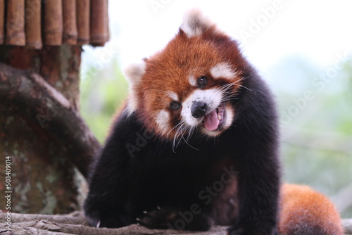Smiling Red Panda
