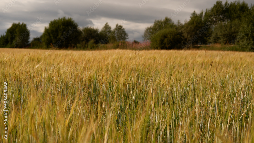 Beautiful landscape field on a summer day. Rural scene. Close up of wheat ears, field of wheat