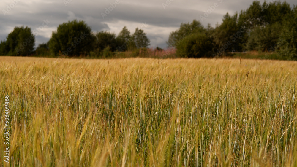 Beautiful landscape field on a summer day. Rural scene. Close up of wheat ears, field of wheat Beautiful landscape field on a summer day. Rural scene. Close up of wheat ears, field of wheat