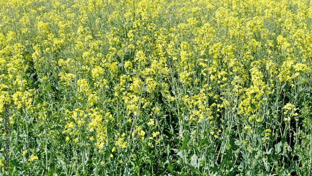 Full frame oilseed rape crop background of yellow flowers and green foliage Full frame oilseed rape crop background of yellow flowers and green foliage