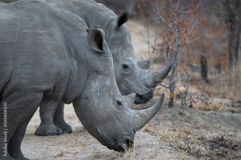Fototapeta premium African wildelife safari.