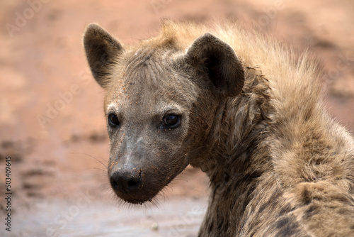 African wildelife safari. photo