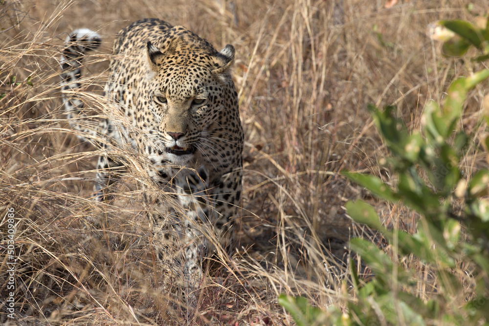Fototapeta premium African wildelife safari.