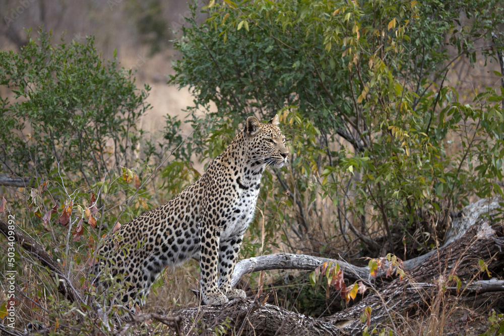 African wildelife safari.