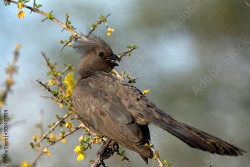 African wildelife safari. photo