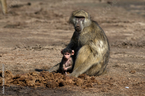 African wildelife safari.