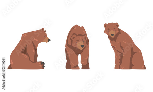 Brown Bear as Large Wild Terrestrial Carnivore Mammal with Thick Fur Sitting and Standing Vector Set
