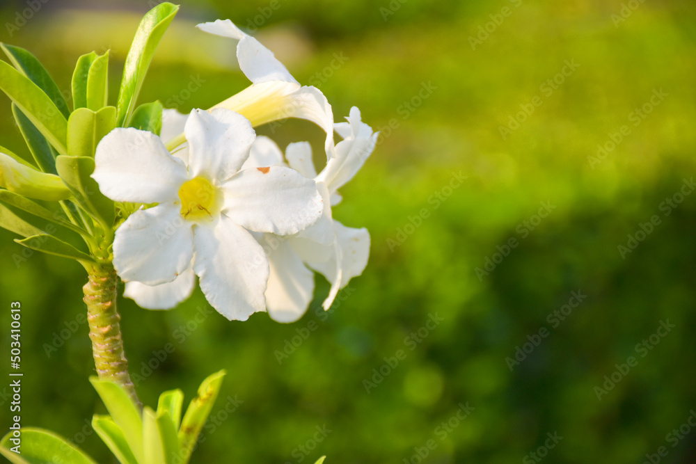 White frangpani flowers bloom in chatuchak park Bangkok Thailand. White frangpani flowers bloom in chatuchak park Bangkok Thailand.
