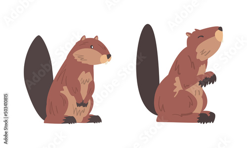 Beaver Semiaquatic Rodent with Brown Fur and Long Snout in Sitting Pose Vector Set