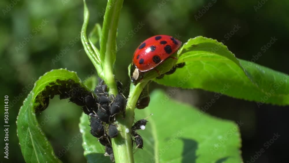 Red Spotted Lady Bug Eating Small Black Aphids While Perched On A Leaf. Macro Red Spotted Lady Bug Eating Small Black Aphids While Perched On A Leaf. Macro