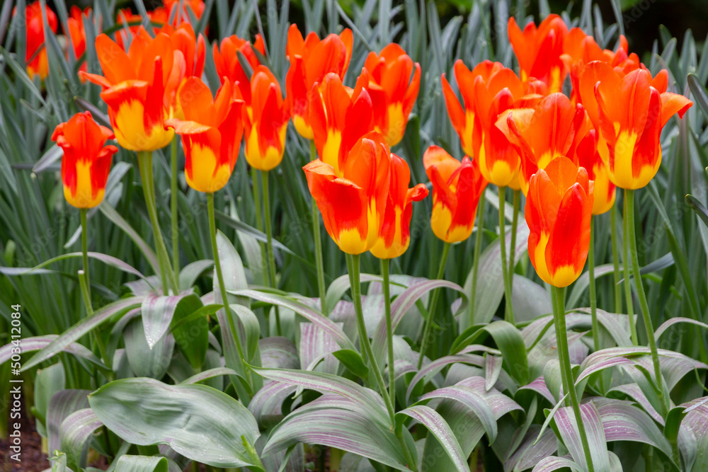 Red yellow tulip flowers close up, Keukenhof park, Holland, The Netherlands Red yellow tulip flowers close up, Keukenhof park, Holland, The Netherlands