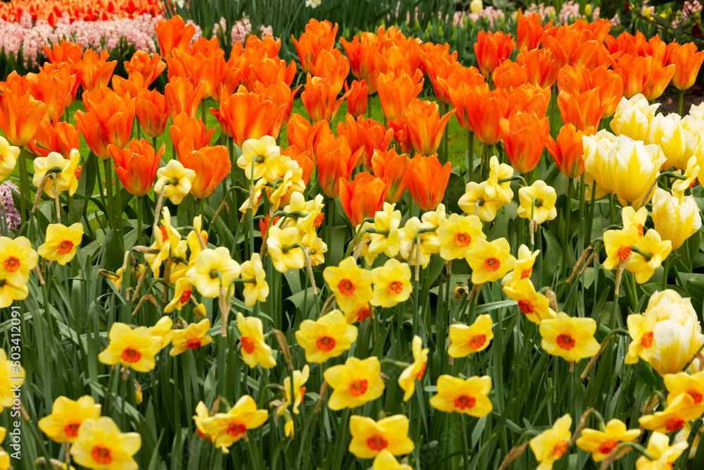 Spring tulip and narcissus growing flowers in Keukenhof park