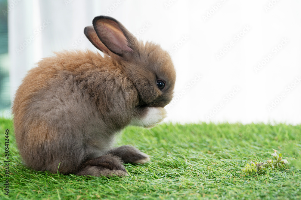 Fluffy rabbit bunny standing on own leg green grass in spring summer background. Infant dwarf bunny brown black rabbit playful on lawn with white background. Cute animal furry pet concept. Fluffy rabbit bunny standing on own leg green grass in spring summer background. Infant dwarf bunny brown black rabbit playful on lawn with white background. Cute animal furry pet concept.