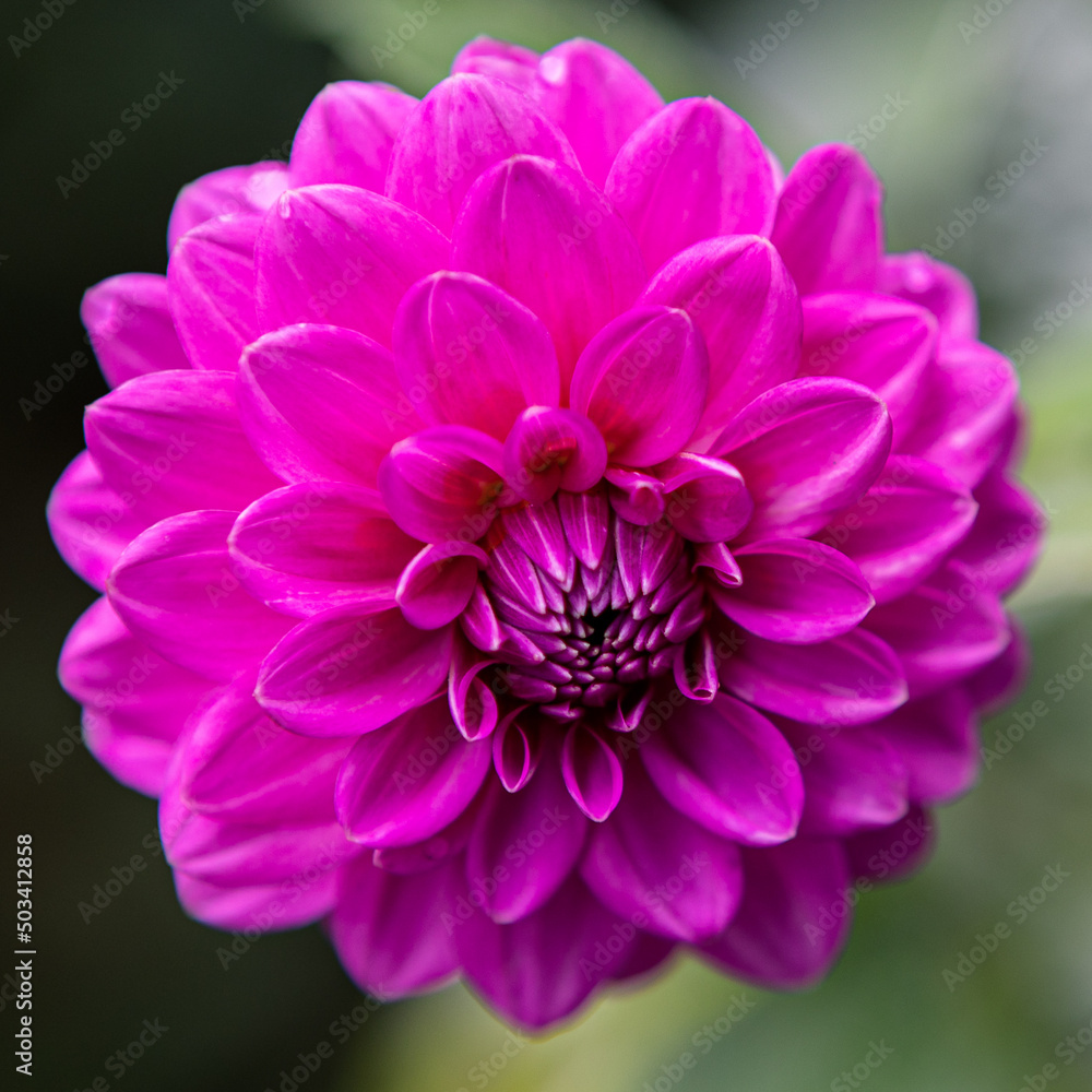 Beautiful pink, purple dahlia, closeup