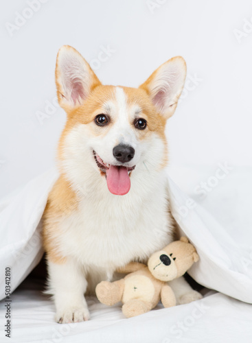 Corgi puppy lying on a bed under a blanket with a plush bear hugging and looking at the camera