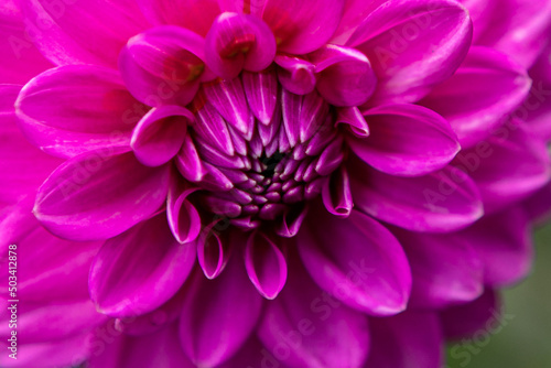 Beautiful pink, purple dahlia, closeup