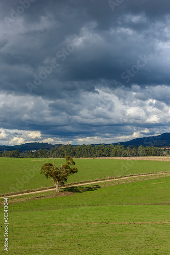 Landscape Tarrawarra  Victoria  Australia  Landscape