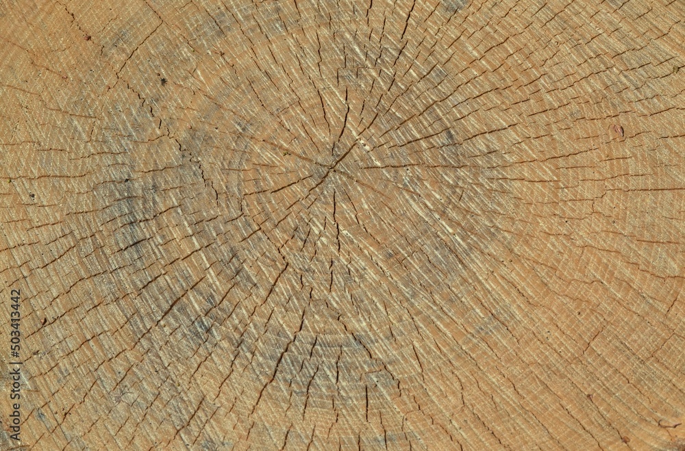 Fototapeta premium Souche d'arbre