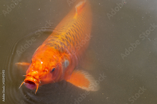 Closeup of large Koi carp in Japanese garden in Flemisch region in Belgium photo