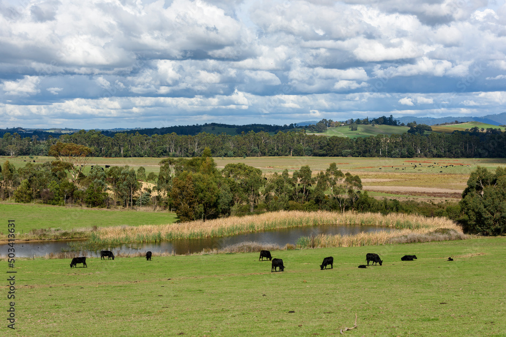 Landscape Tarrawarra, Victoria, Australia, Landscape Landscape Tarrawarra, Victoria, Australia, Landscape