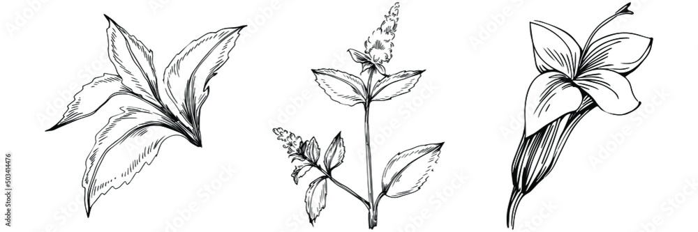 Fototapeta premium Bay leaf vector isolated plant with leaves. Herbal engraved style illustration. Detailed organic product sketch.The best for design logo, menu, label, icon, stamp