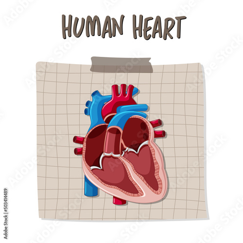 Human internal organ with heart