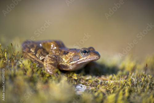 Common frog on green grass photo