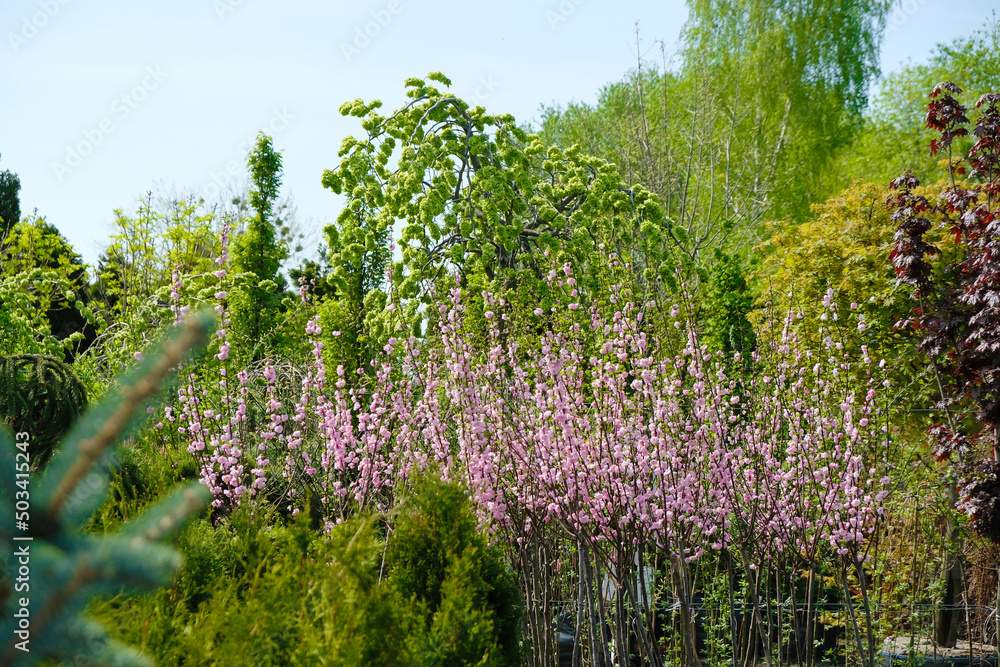 Decorative young trees and shrubs are in the open area for sale. Trade ornamental plants in