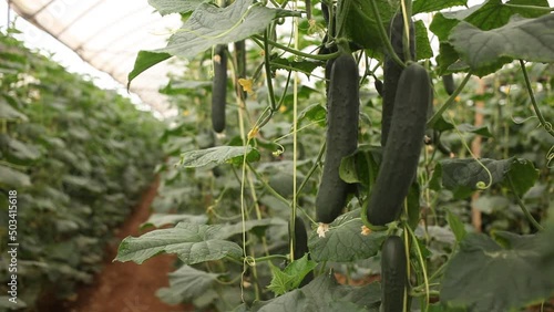 Young fresh cucumbers hanging on bushes planted in commercial hothouse