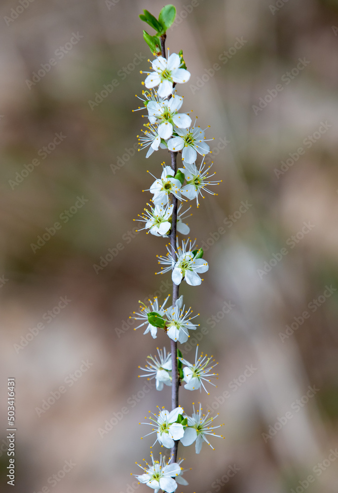 a close-up with a flowering branch of Prunus spinosa a close-up with a flowering branch of Prunus spinosa