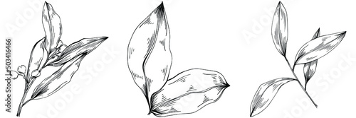 Bay leaf vector isolated plant with leaves. Herbal engraved style illustration. Detailed organic product sketch.The best for design logo, menu, label, icon, stamp