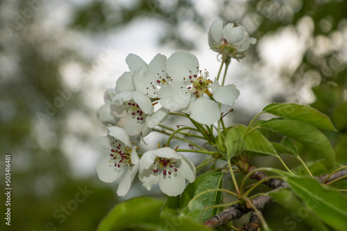spring, may, street, walk, cloudy day, wind, tree, pear, green foliage, white flowers, tenderness, petals, buds, beauty, glare, light, shadow, observations