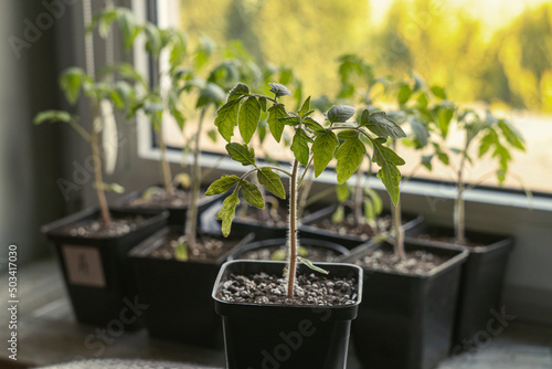 Pomidor (Lycopersicon esculentum) - sadzonka