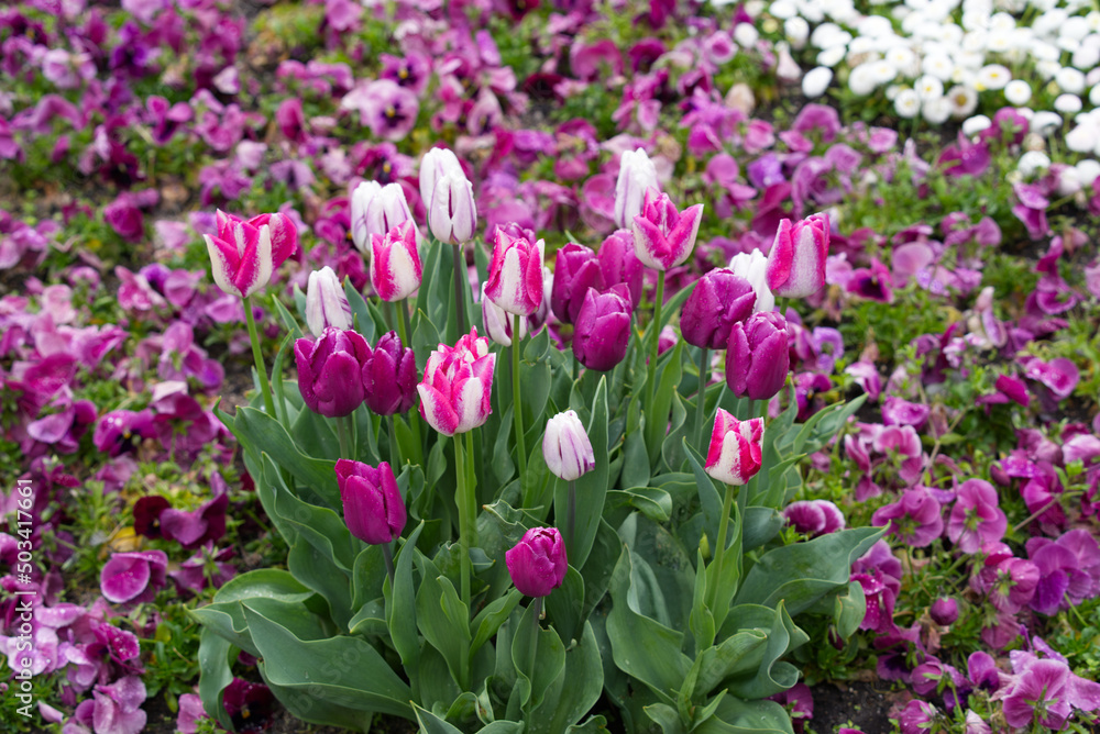 Flower bed with beautiful white, pink and purple tulips on a rainy day at City of Zürich. Photo taken April 25th, 2022, Zurich, Switzerland. Flower bed with beautiful white, pink and purple tulips on a rainy day at City of Zürich. Photo taken April 25th, 2022, Zurich, Switzerland.