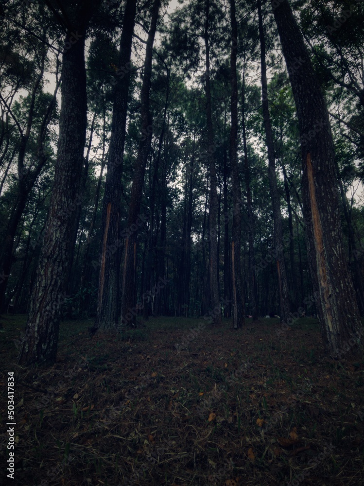 Dark Tall Tree forest Dark Tall Tree forest