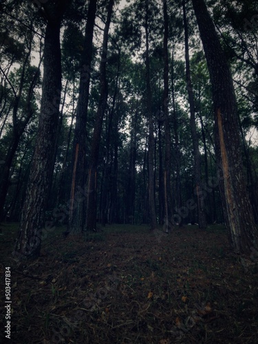 Dark Tall Tree forest
