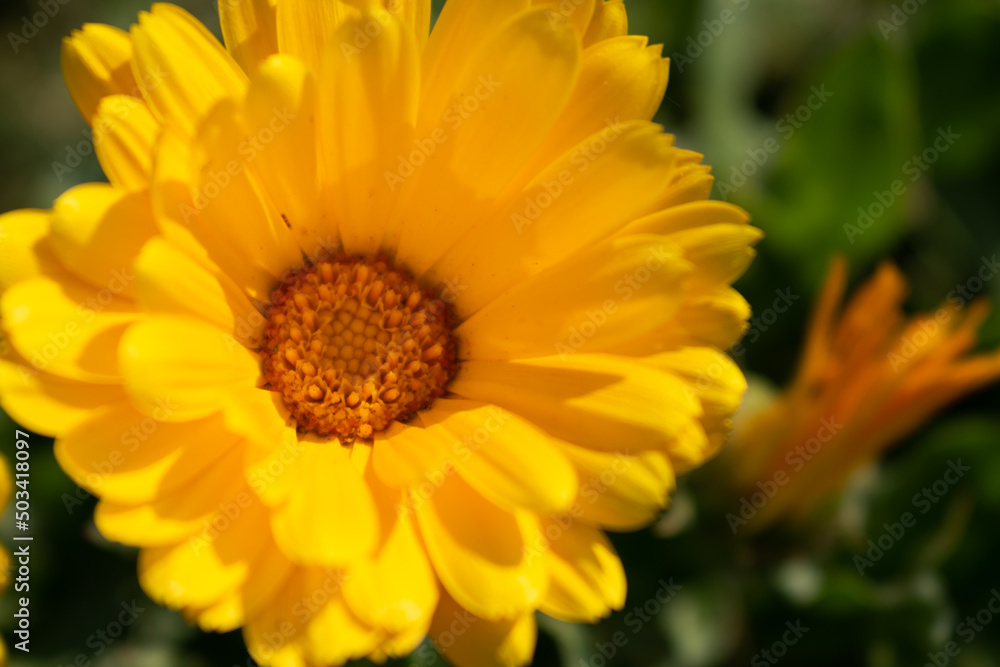 Beautiful yellow calendula officinalis flower close up in a garden on a green background Beautiful yellow calendula officinalis flower close up in a garden on a green background