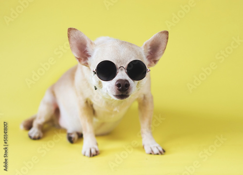 brown chihuahua dog wearing sunglasses sitting  on yellow background. summer traveling concept.