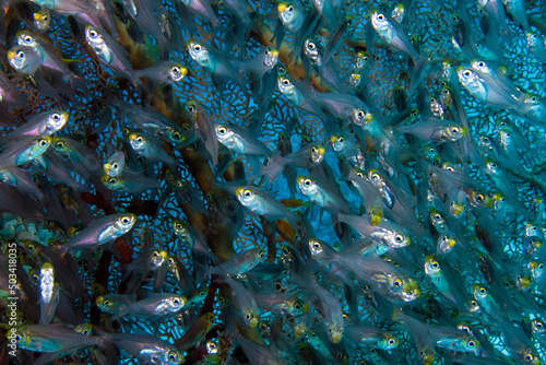 Pygmy Sweepers aka Glassfish (parapriacanthus ransonneti) in the Red Sea, Egypt