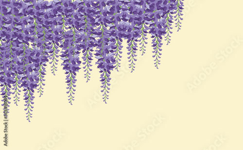 09_wisteria_5000x3100
