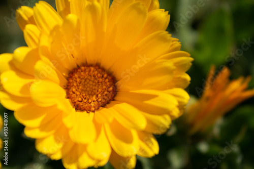 Beautiful yellow calendula officinalis flower close up in a garden on a green background