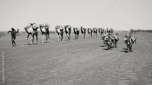 Salt caravan of camels hazed by mirage, Danakil Desert, Ethiopia